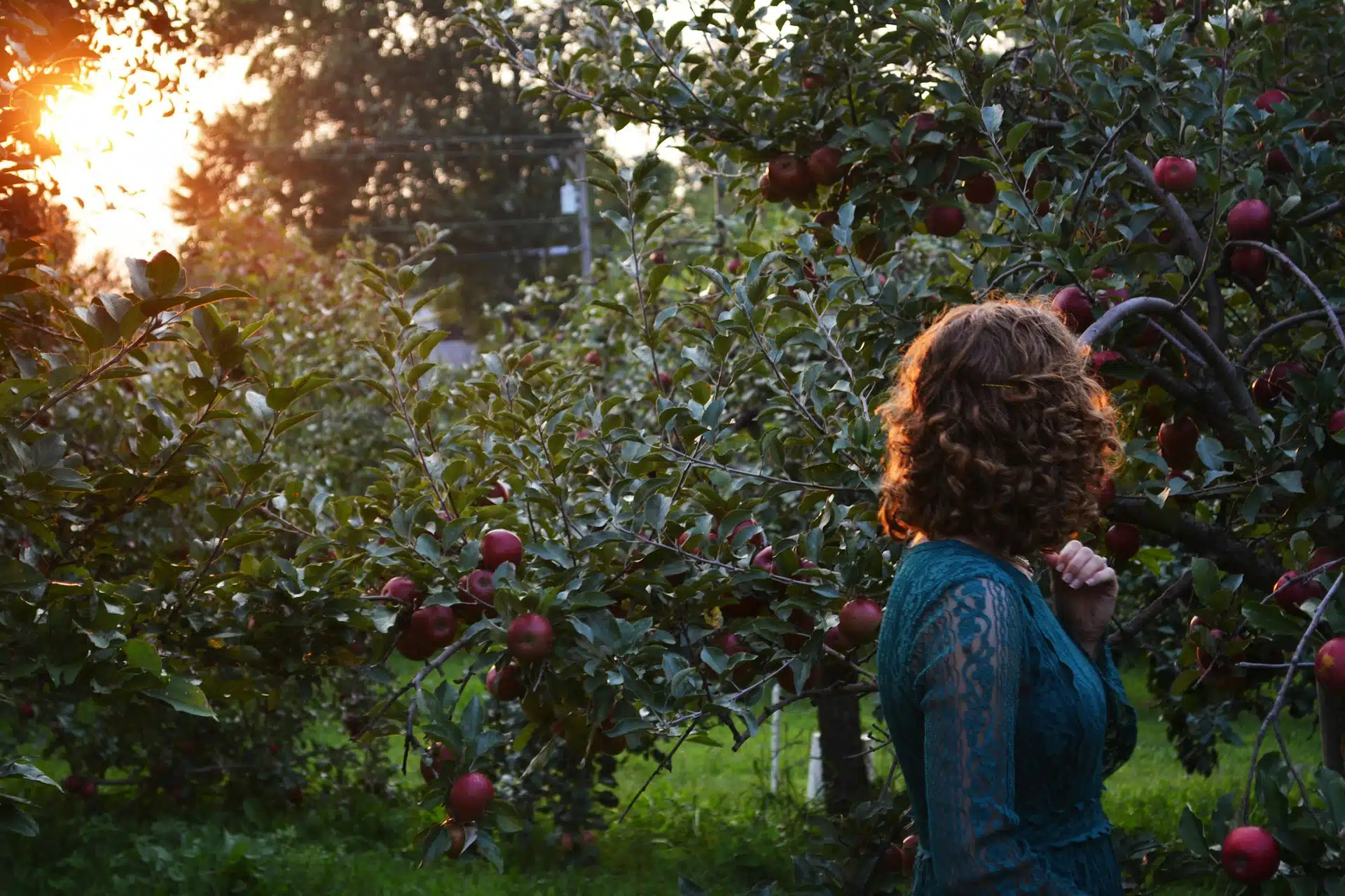 Apples
